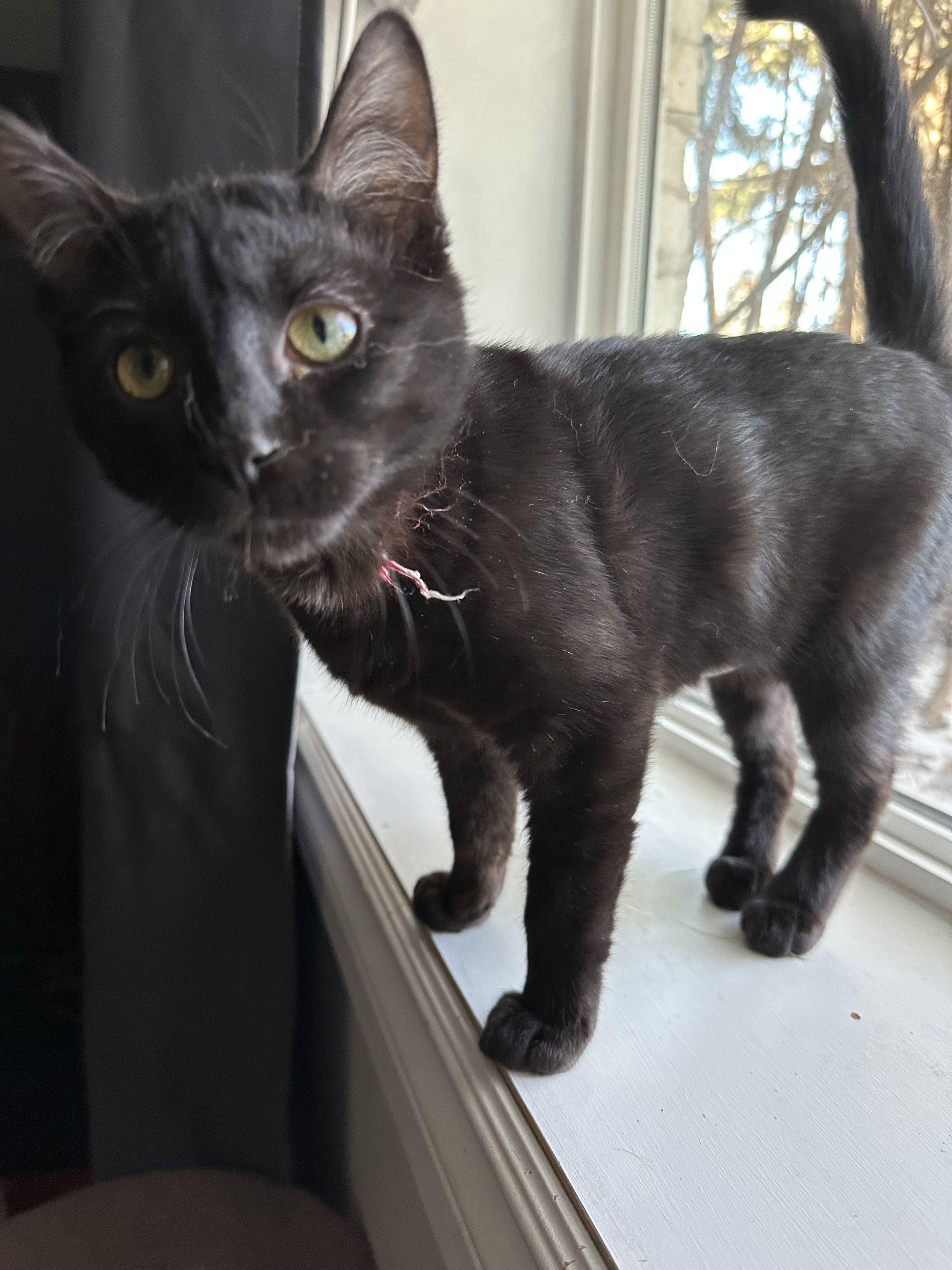 Enlarge Kaleidoscope, an adopted Domestic Short Hair in Calgary, AB image 2/2