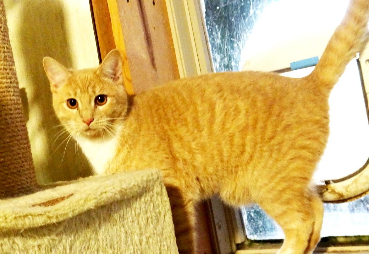 Matt, a Adopted mixed breed in Holly Springs, MS image 1/2