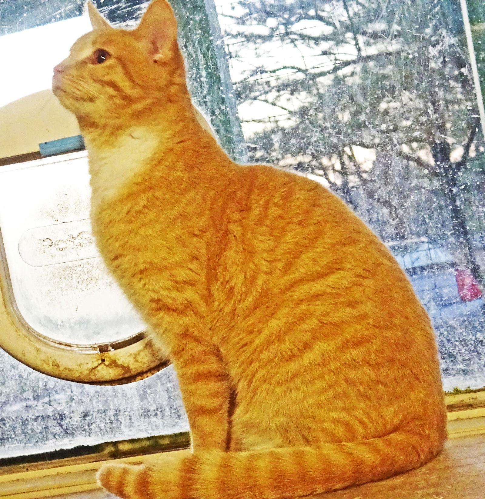 Matt, a Adopted mixed breed in Holly Springs, MS image 2/2