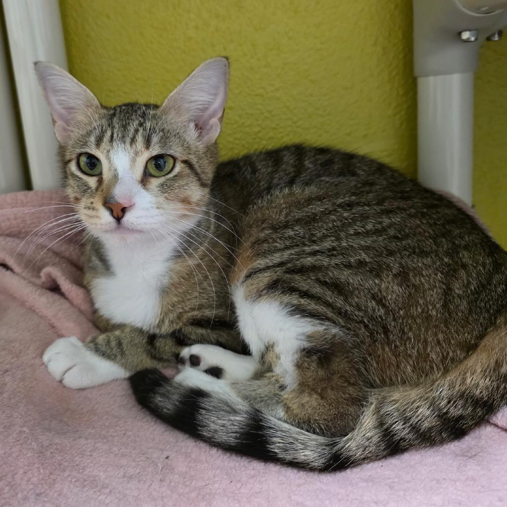 Mariposa, a Adoptable Domestic Short Hair in Keizer, OR image 1/2