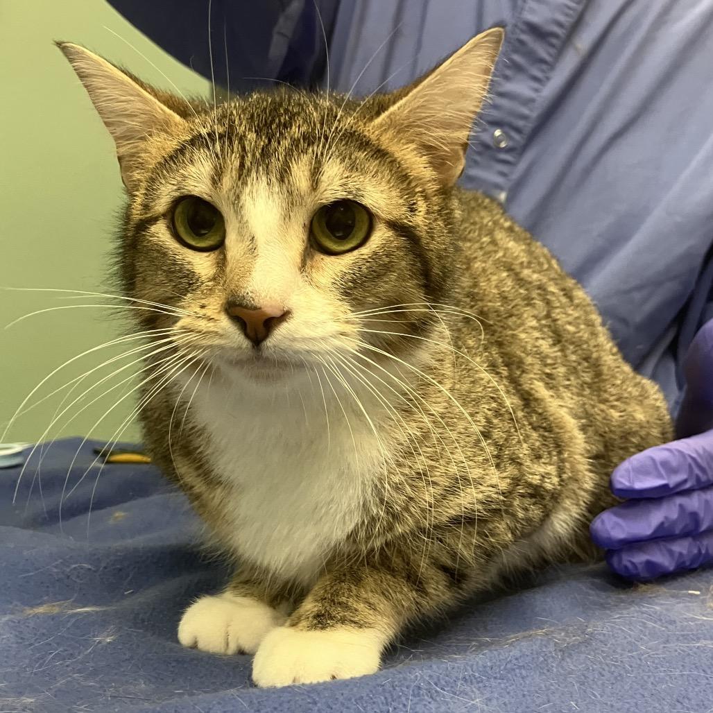 Mariposa, a Adoptable Domestic Short Hair in Keizer, OR image 2/2