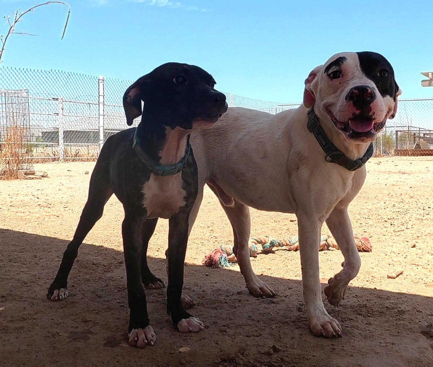 Enlarge Clutch, a Adoptable mixed breed in Queen Creek, AZ image 1/3