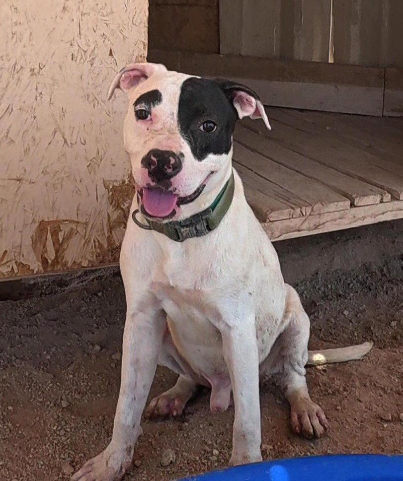 Enlarge Clutch, a Adoptable mixed breed in Queen Creek, AZ image 2/3