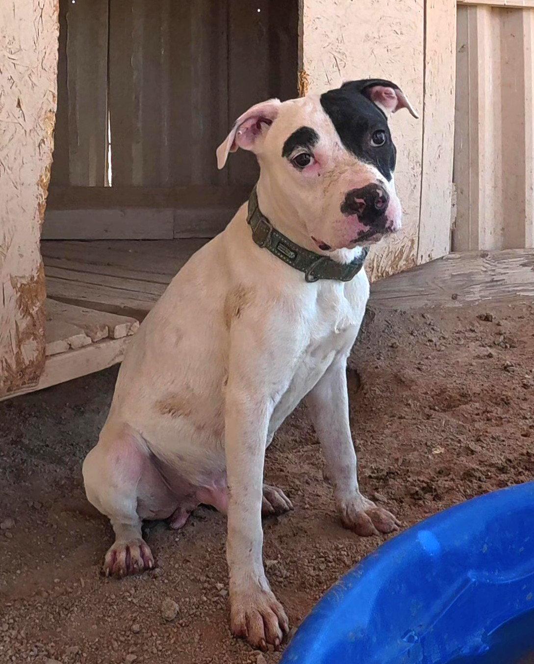 Enlarge Clutch, a Adoptable mixed breed in Queen Creek, AZ image 3/3