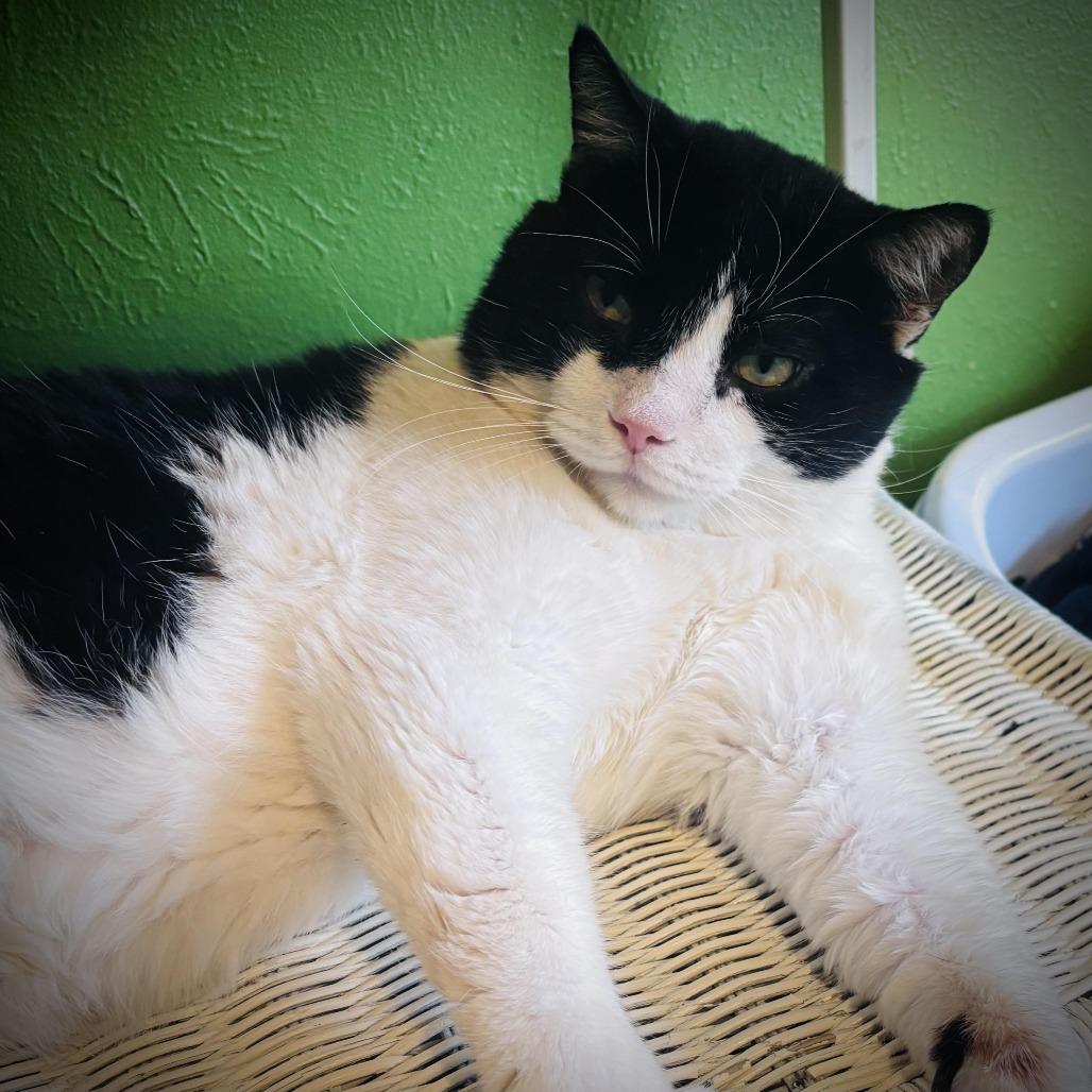 Enlarge Pilgrim, a Adoptable Domestic Short Hair in Fort Worth, TX image 1/3