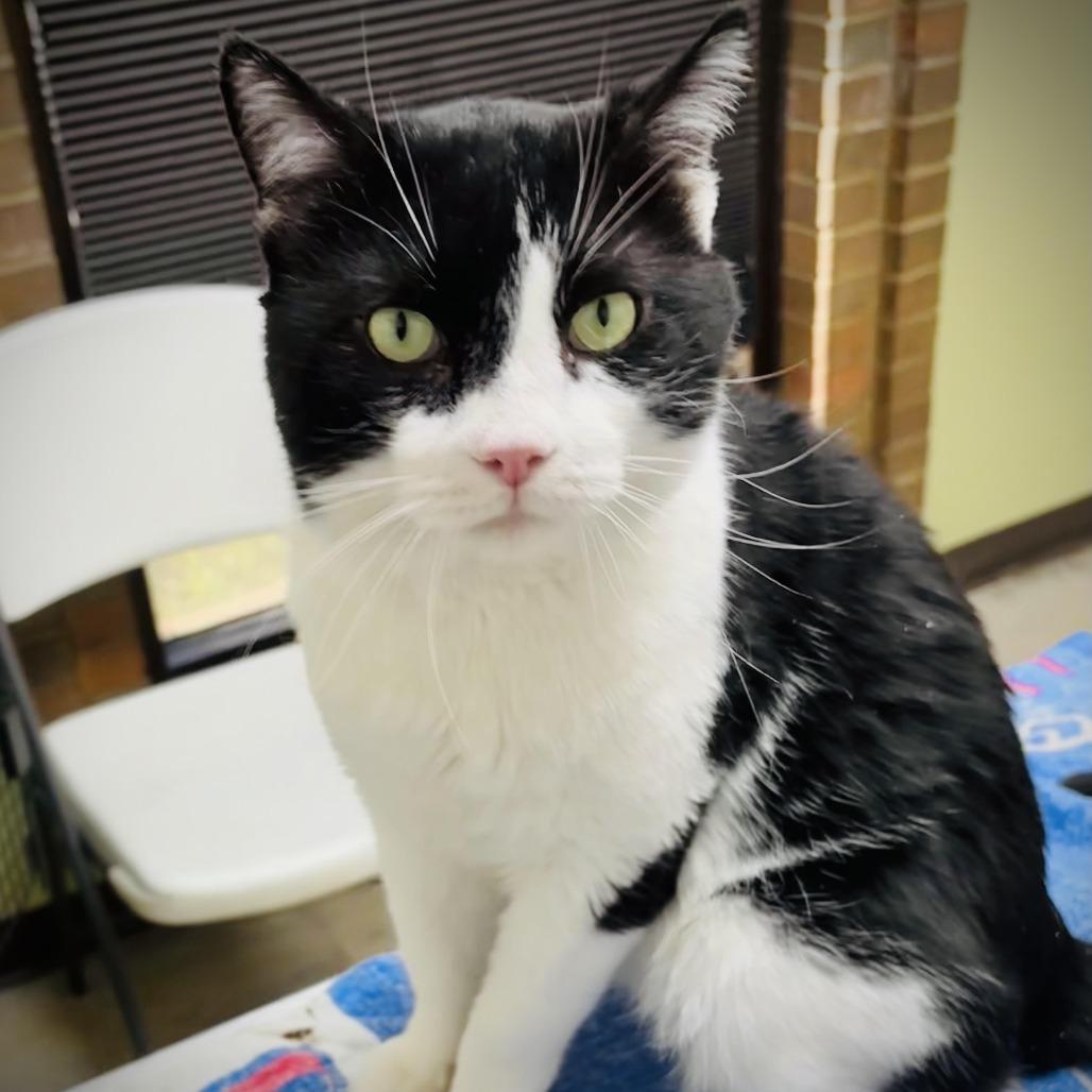 Enlarge Pilgrim, a Adoptable Domestic Short Hair in Fort Worth, TX image 2/3