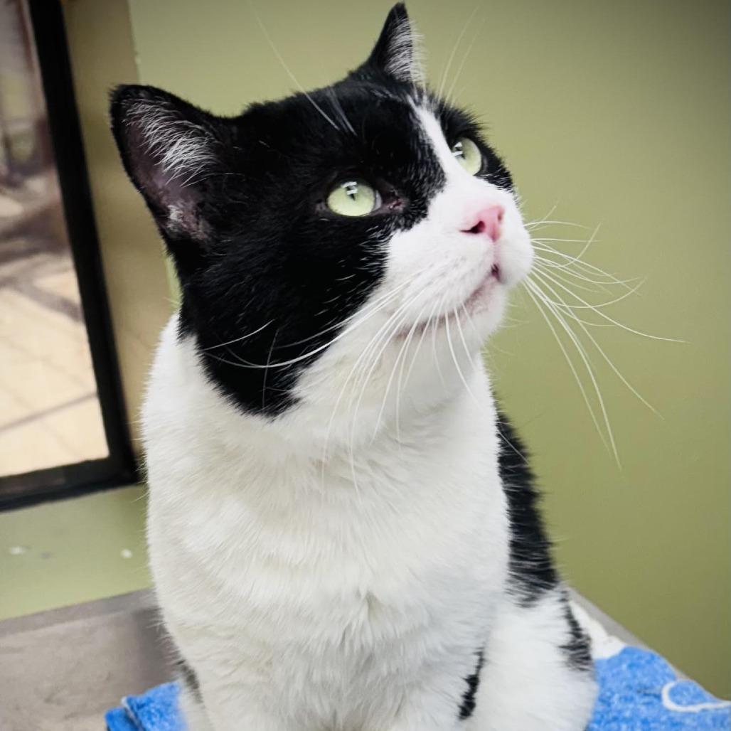 Pilgrim, Adoptable, Adult Male Domestic Short Hair.