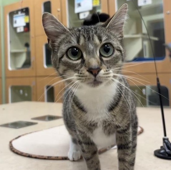 Janis, ADOPTABLE, Young Female Domestic Short Hair.