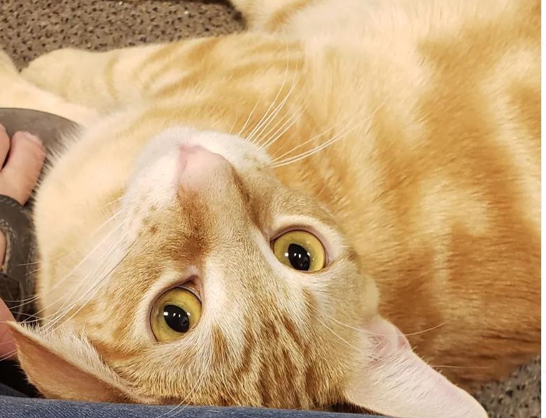 Ellis, a Adoptable mixed breed in Dallas, TX image 2/4