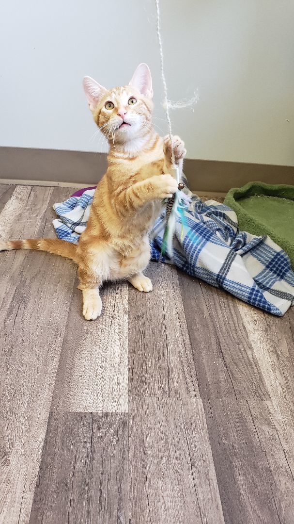 Ellis, a Adoptable mixed breed in Dallas, TX image 4/4