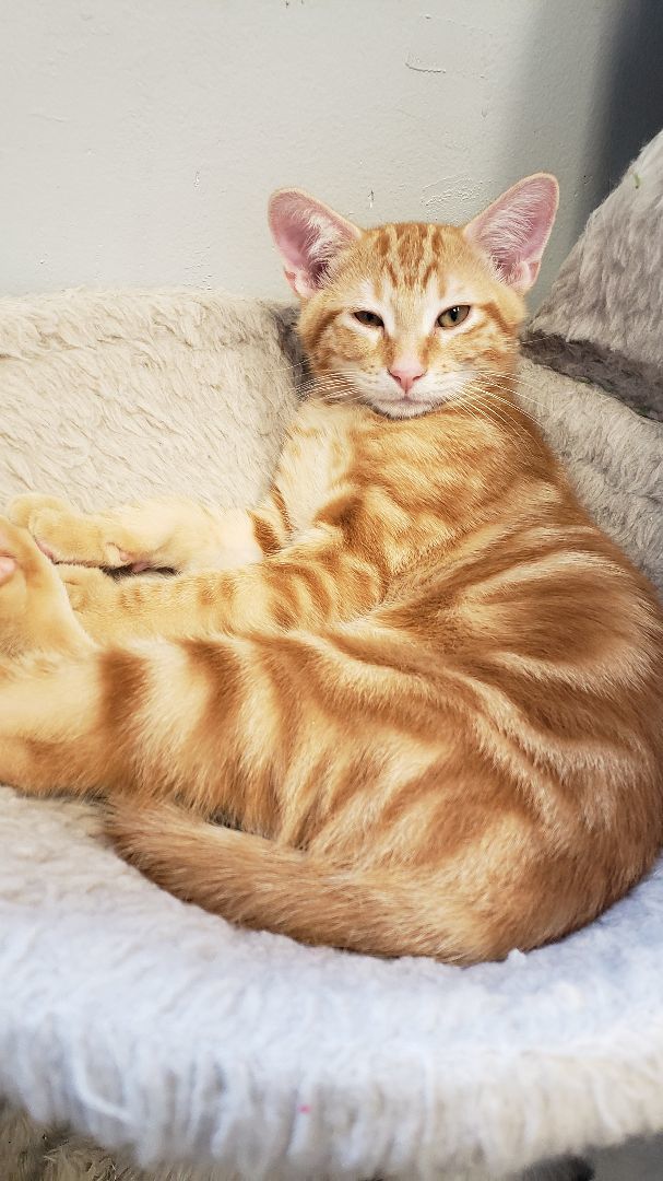 Ellis, a Adoptable mixed breed in Dallas, TX image 3/4