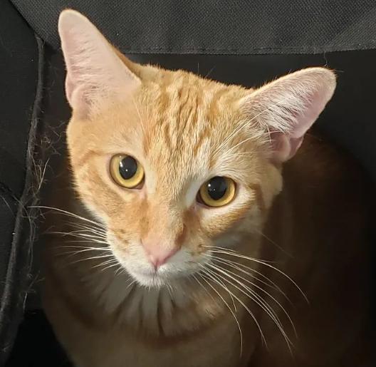 Ellis, Adoptable, Kitten Male Tabby & Domestic Short Hair.