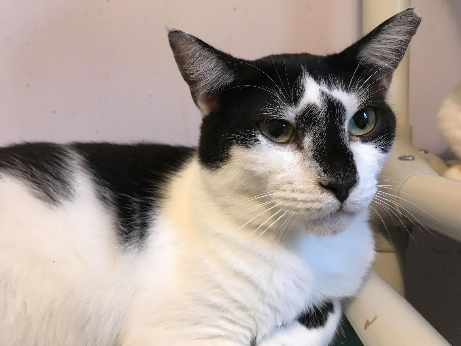 Jimmy D, Adoptable, Adult Male Domestic Short Hair.