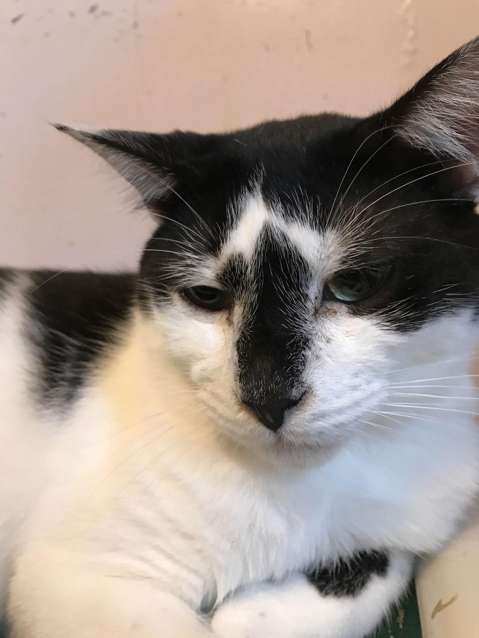 Jimmy D, a Adoptable Domestic Short Hair in Oakland Park, FL image 2/3