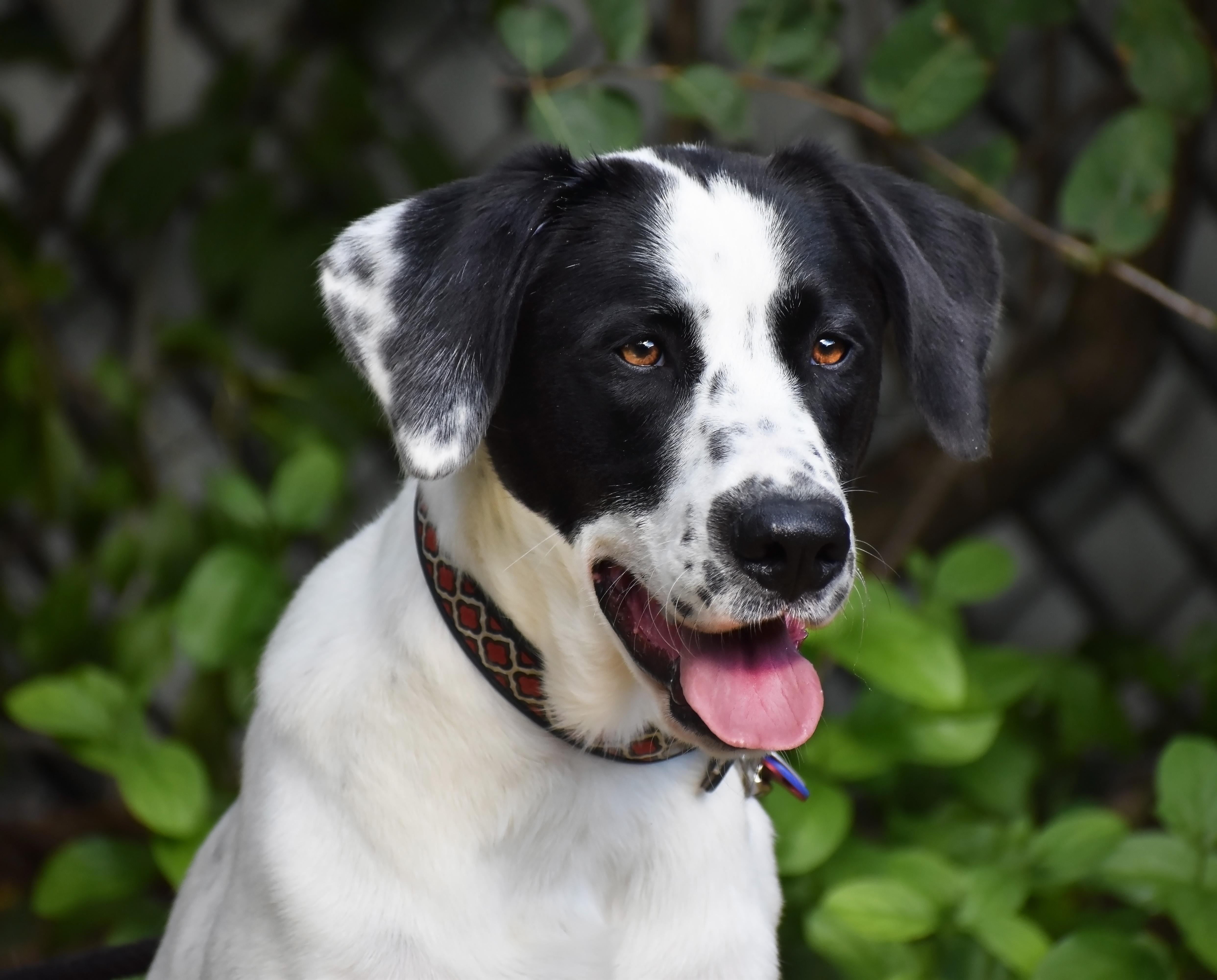 Lavender, a Adoptable mixed breed in Wood Dale, IL image 2/6