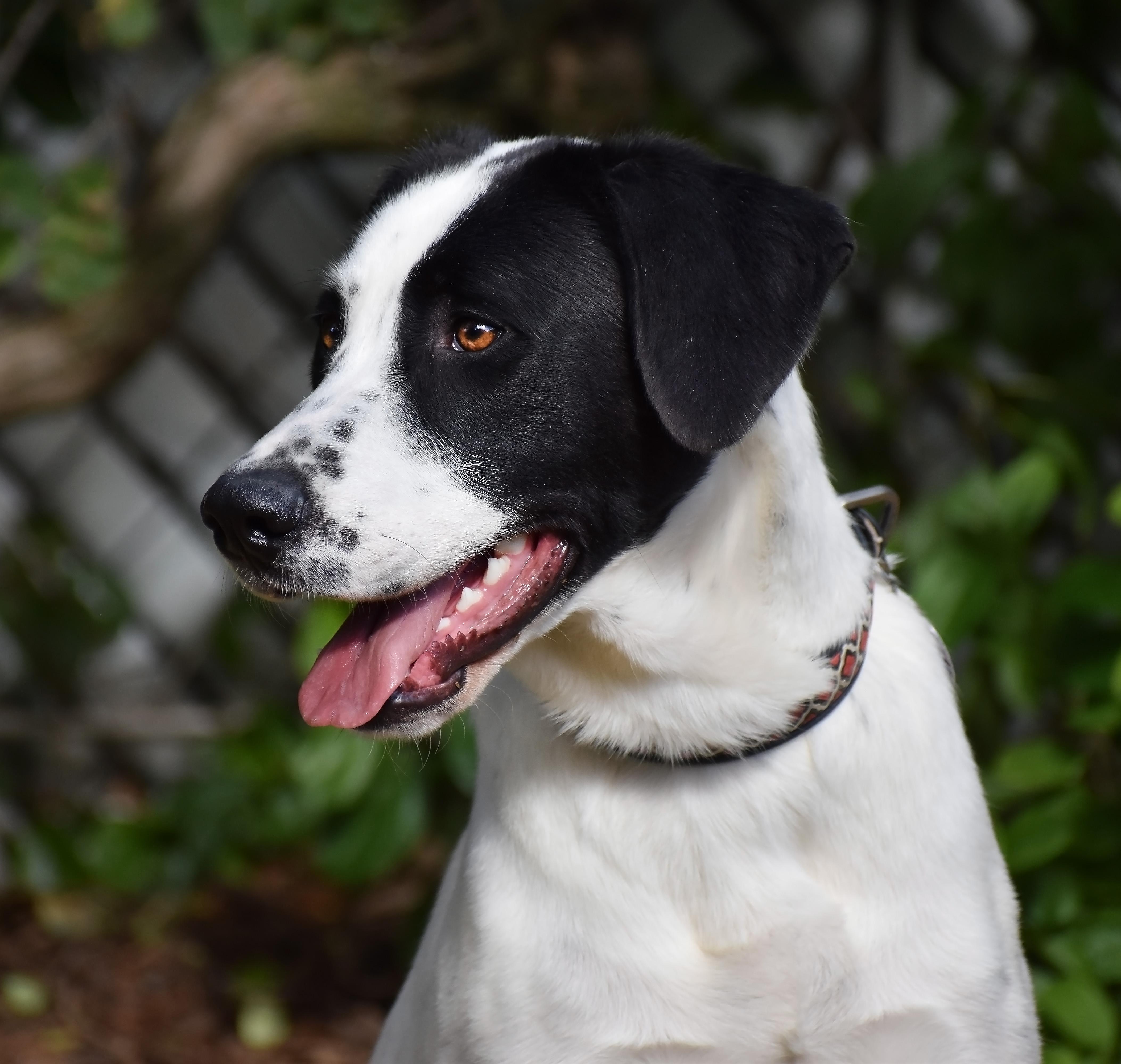 Lavender, a Adoptable mixed breed in Wood Dale, IL image 3/6