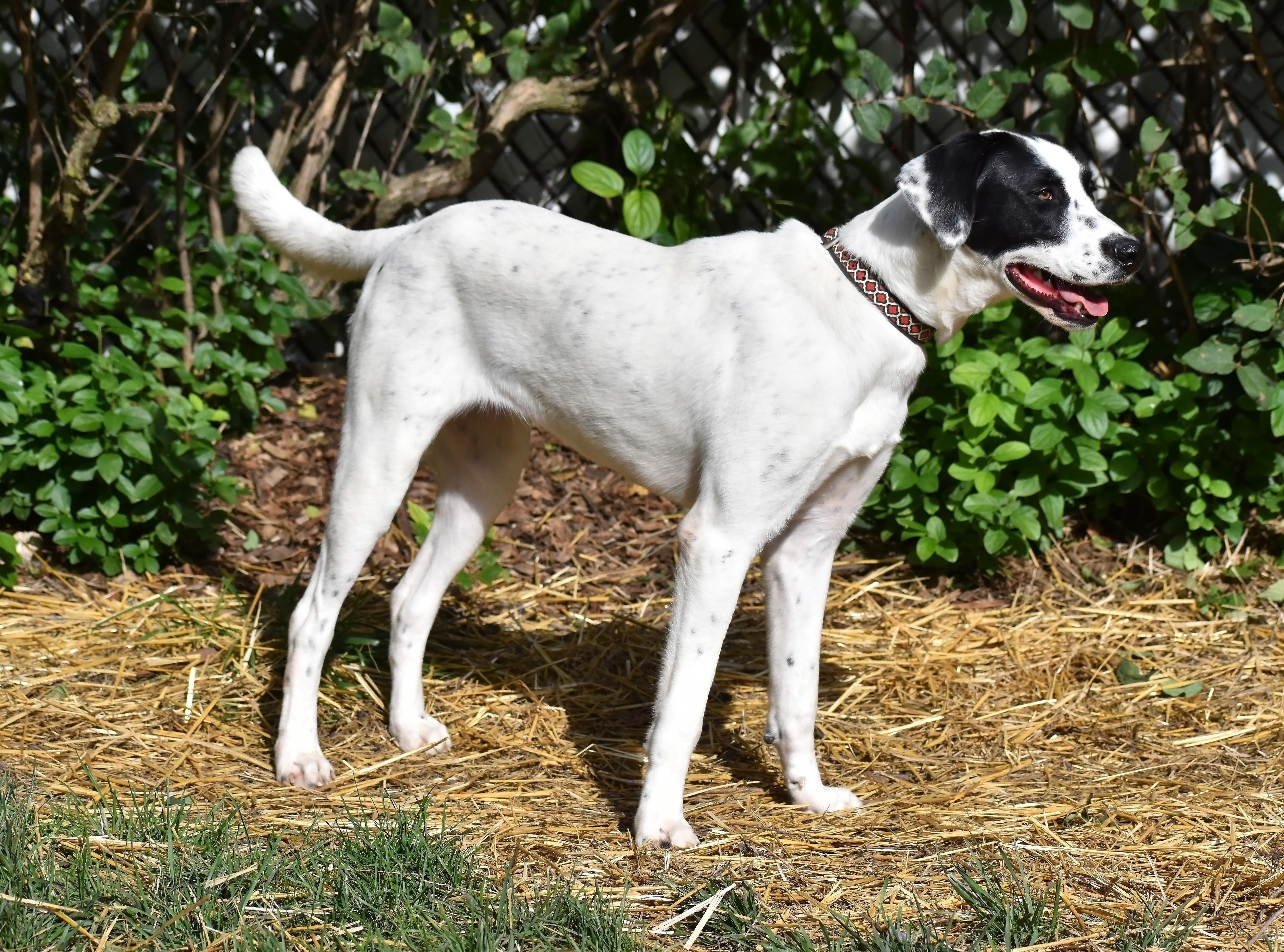 Lavender, a Adoptable mixed breed in Wood Dale, IL image 4/6