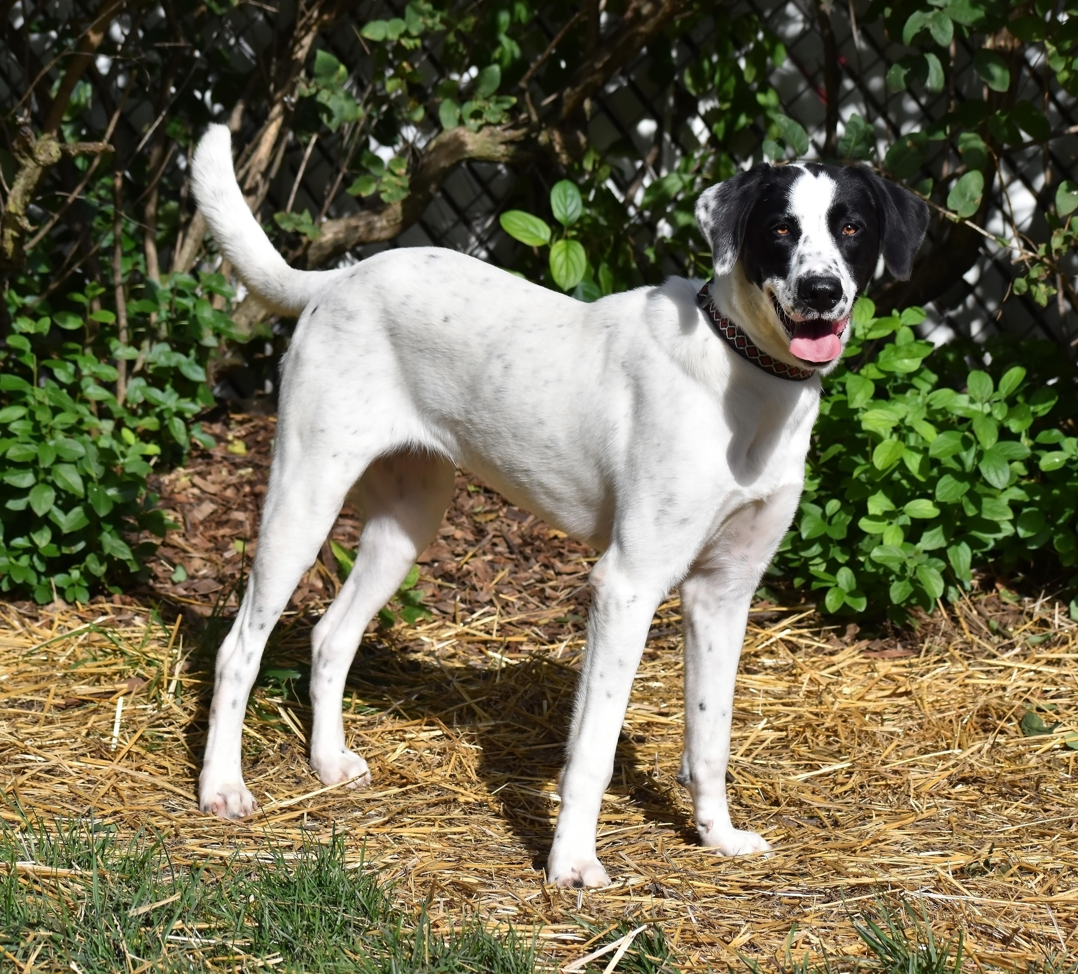 Lavender, Adoptable, Young Female Labrador Retriever & German Shorthaired Pointer.
