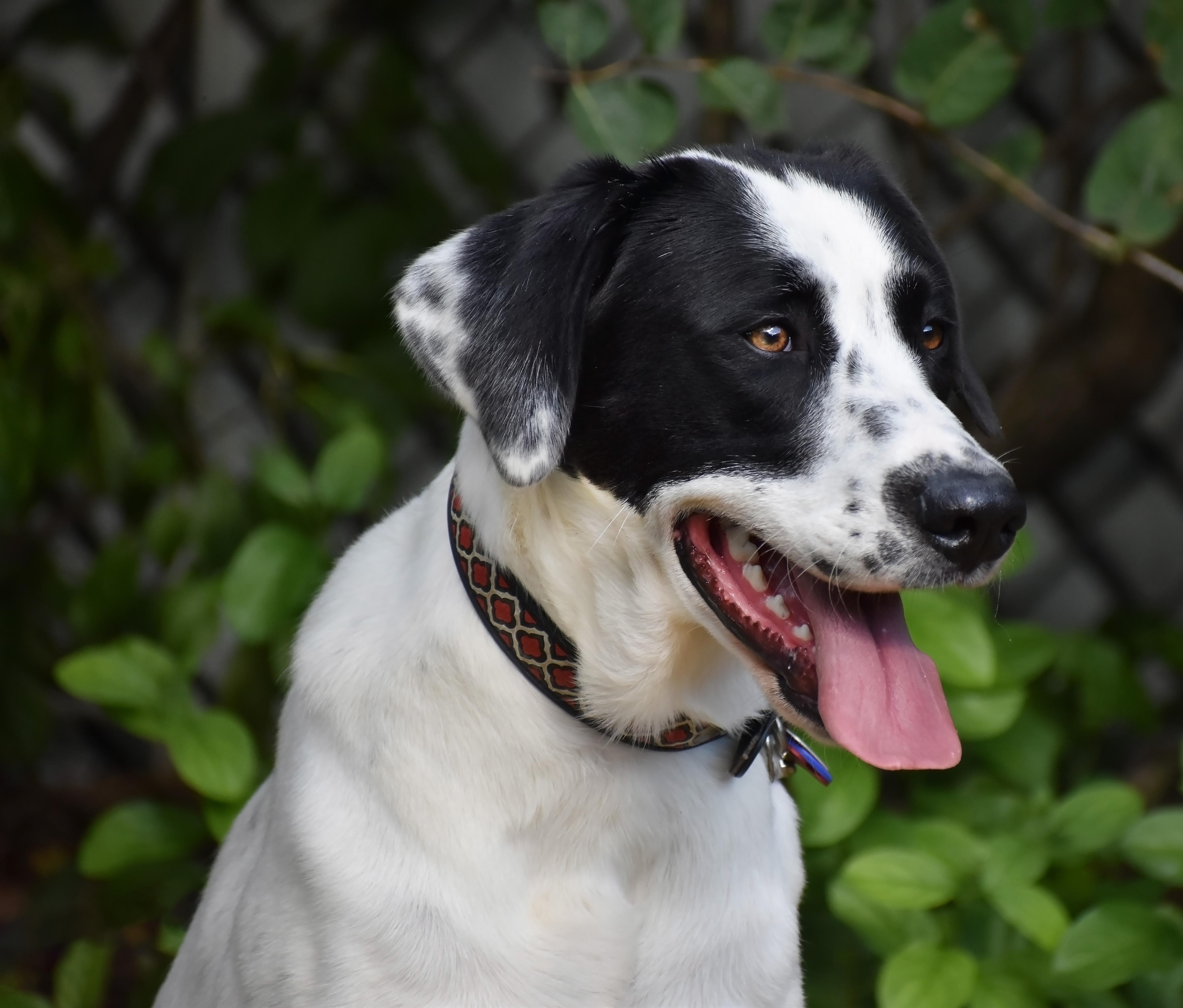 Lavender, a Adoptable mixed breed in Wood Dale, IL image 5/6