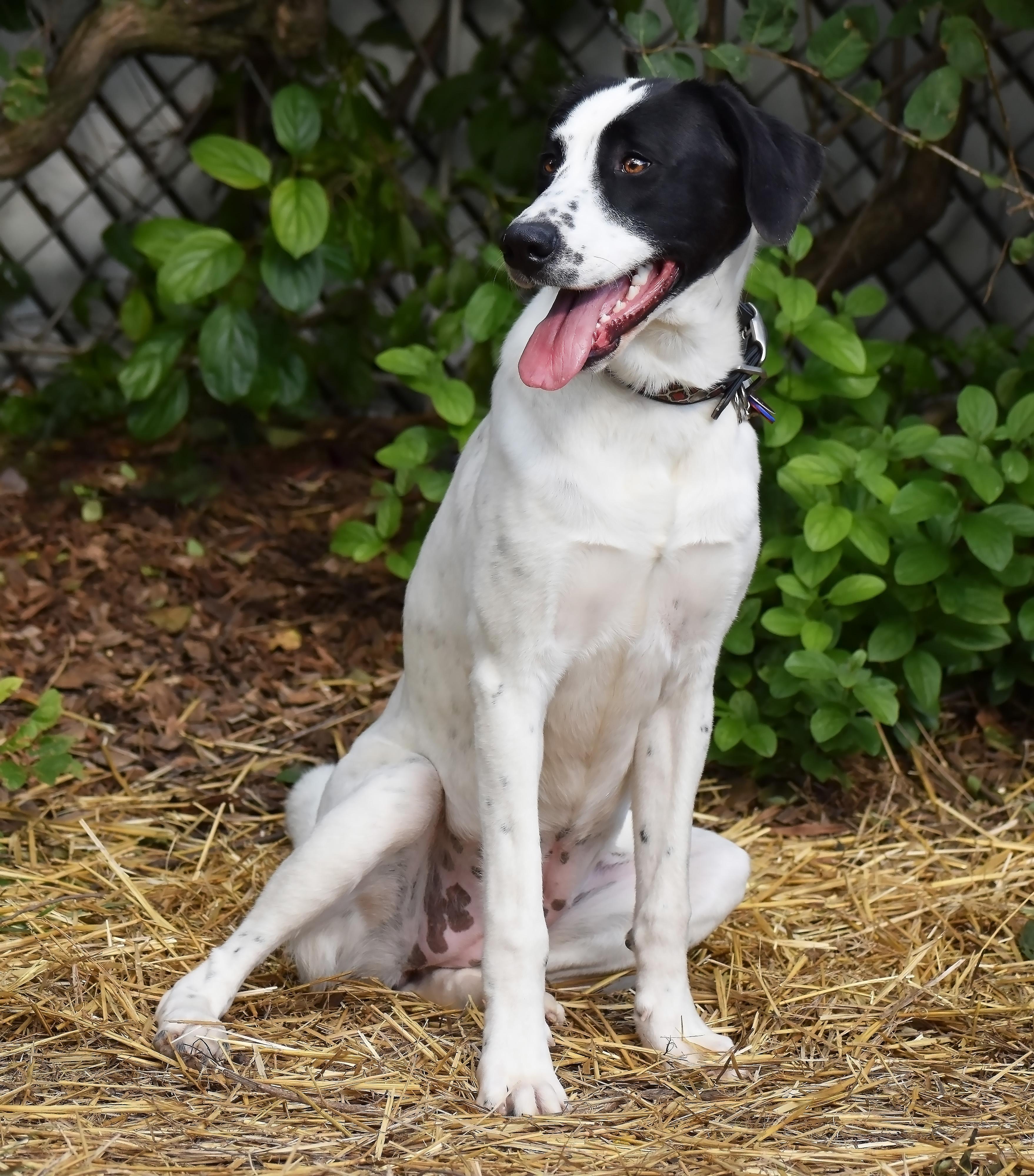 Lavender, a Adoptable mixed breed in Wood Dale, IL image 6/6