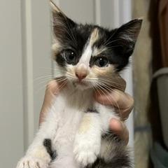 Amber, Adoptable, Kitten Female Domestic Short Hair.