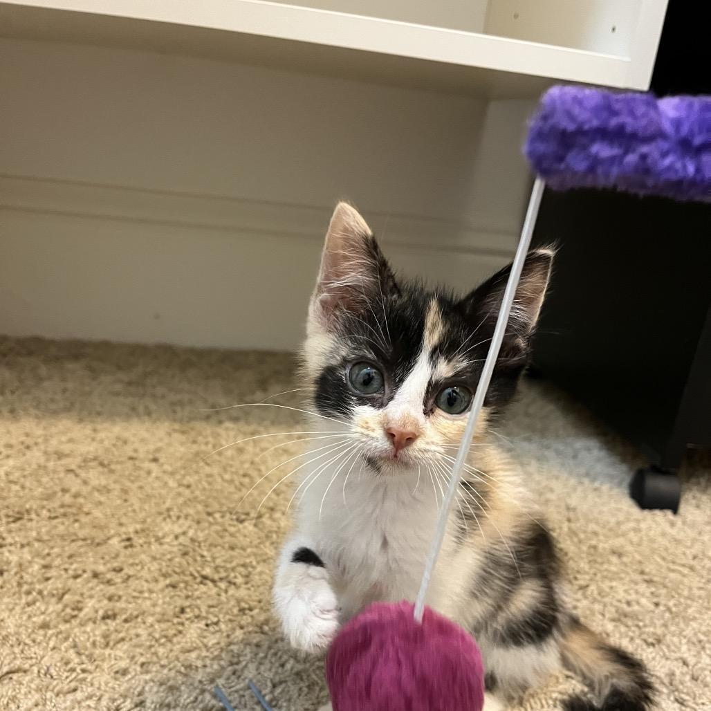 Amber, a Adoptable Domestic Short Hair in Greensboro, GA image 2/2