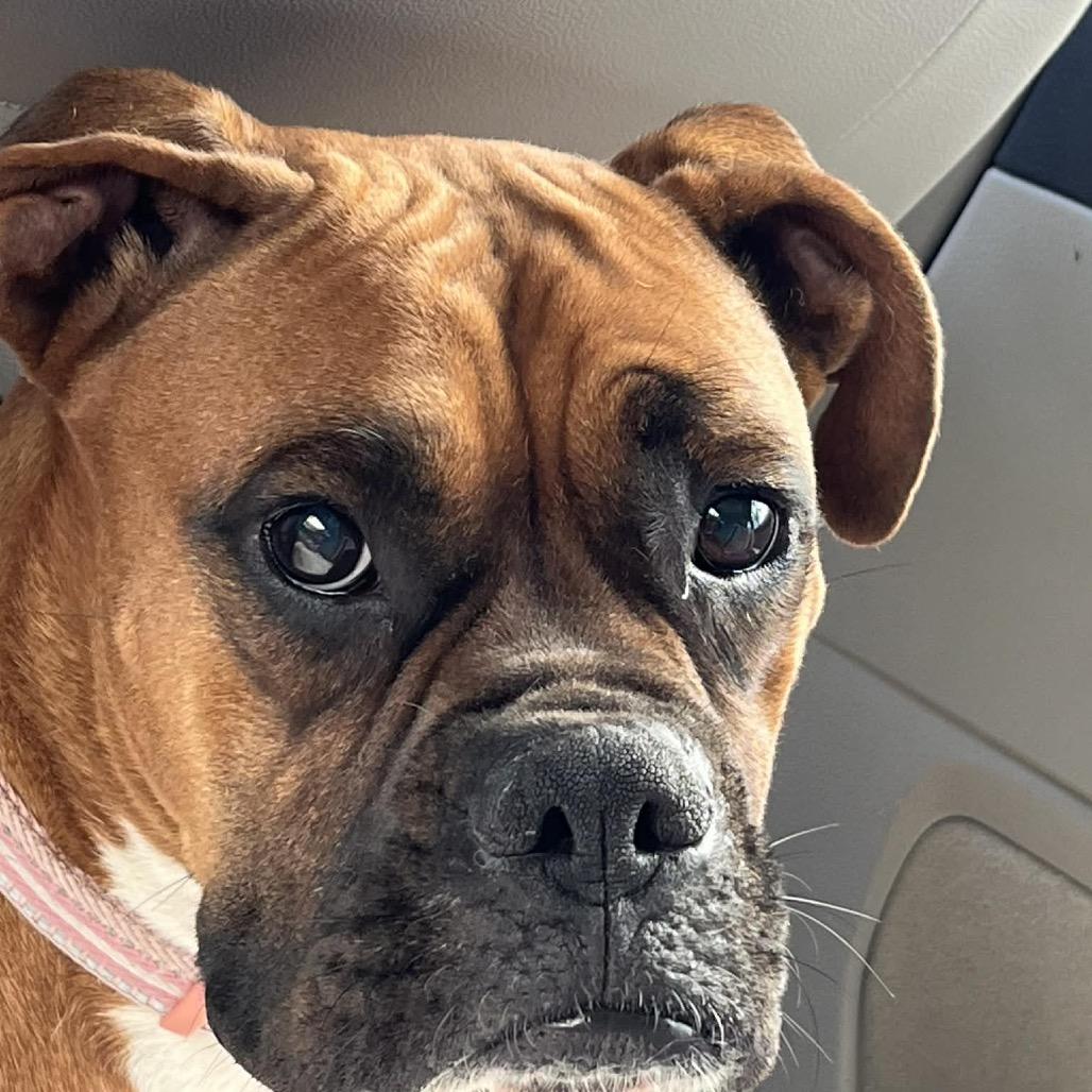 Georgia, ADOPTABLE, Young Female Boxer.