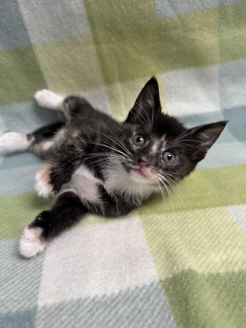 Clover, ADOPTABLE, Kitten Female Domestic Short Hair & Torbie.