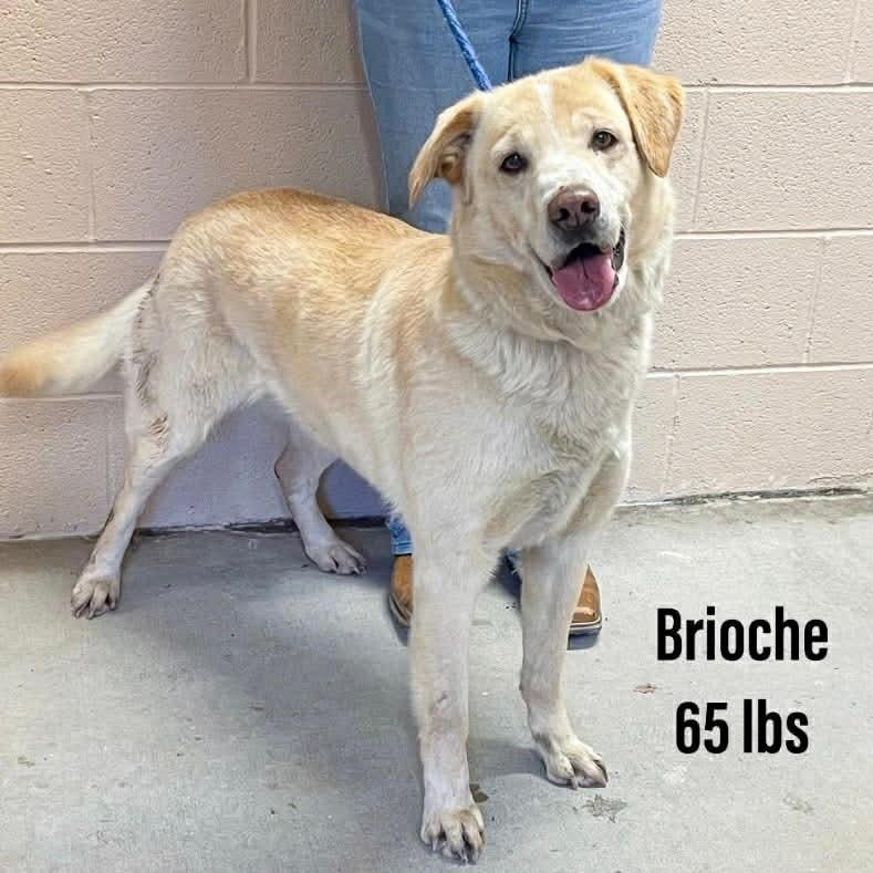 Enlarge Brioche, a ADOPTABLE mixed breed in Danbury, CT image 1/1