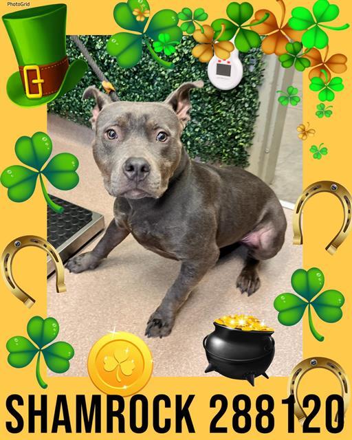 Enlarge SHAMROCK, a Adoptable mixed breed in Macon, GA image 1/1