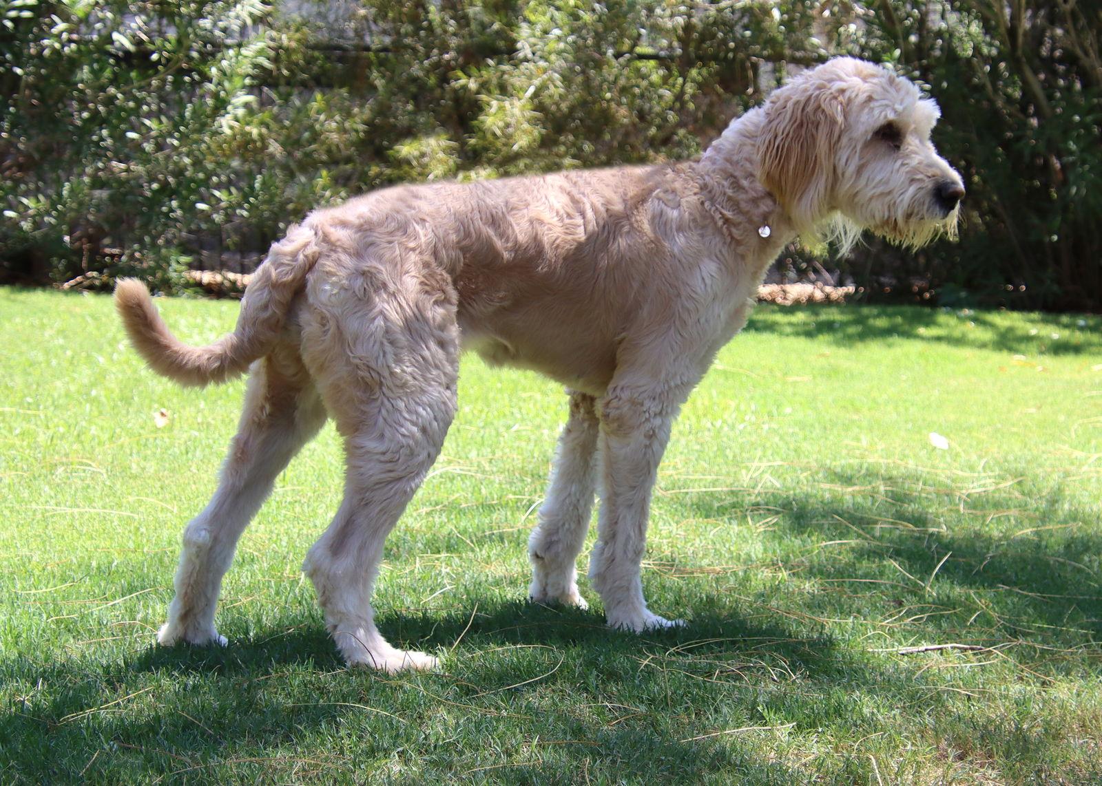 Enlarge Daisy, a Adopted mixed breed in Glendale, AZ image 1/3