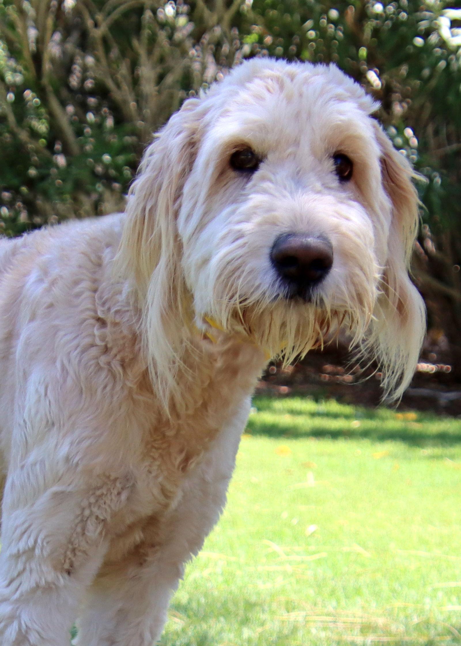 Enlarge Daisy, a Adopted mixed breed in Glendale, AZ image 2/3