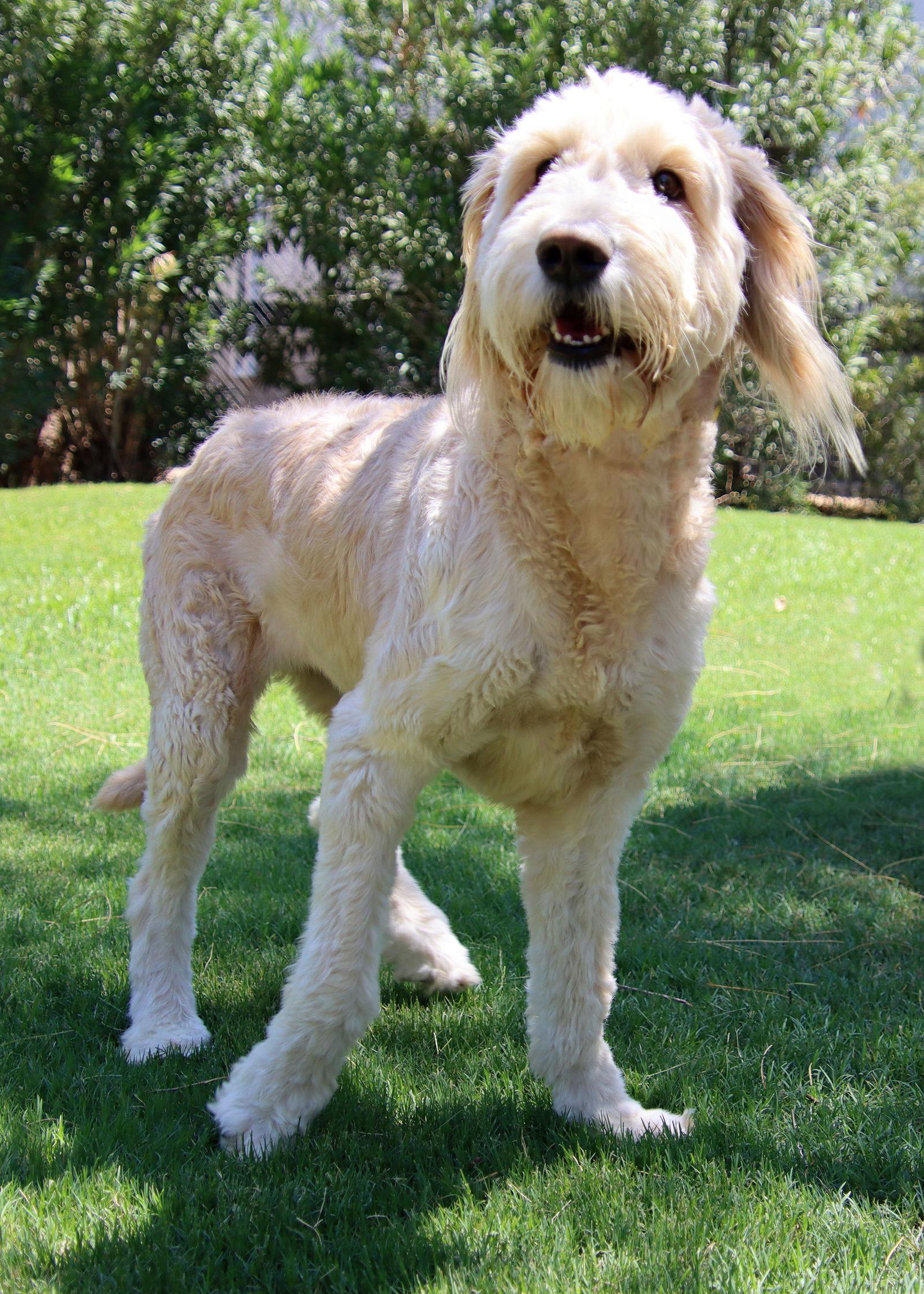 Enlarge Daisy, a Adopted mixed breed in Glendale, AZ image 3/3