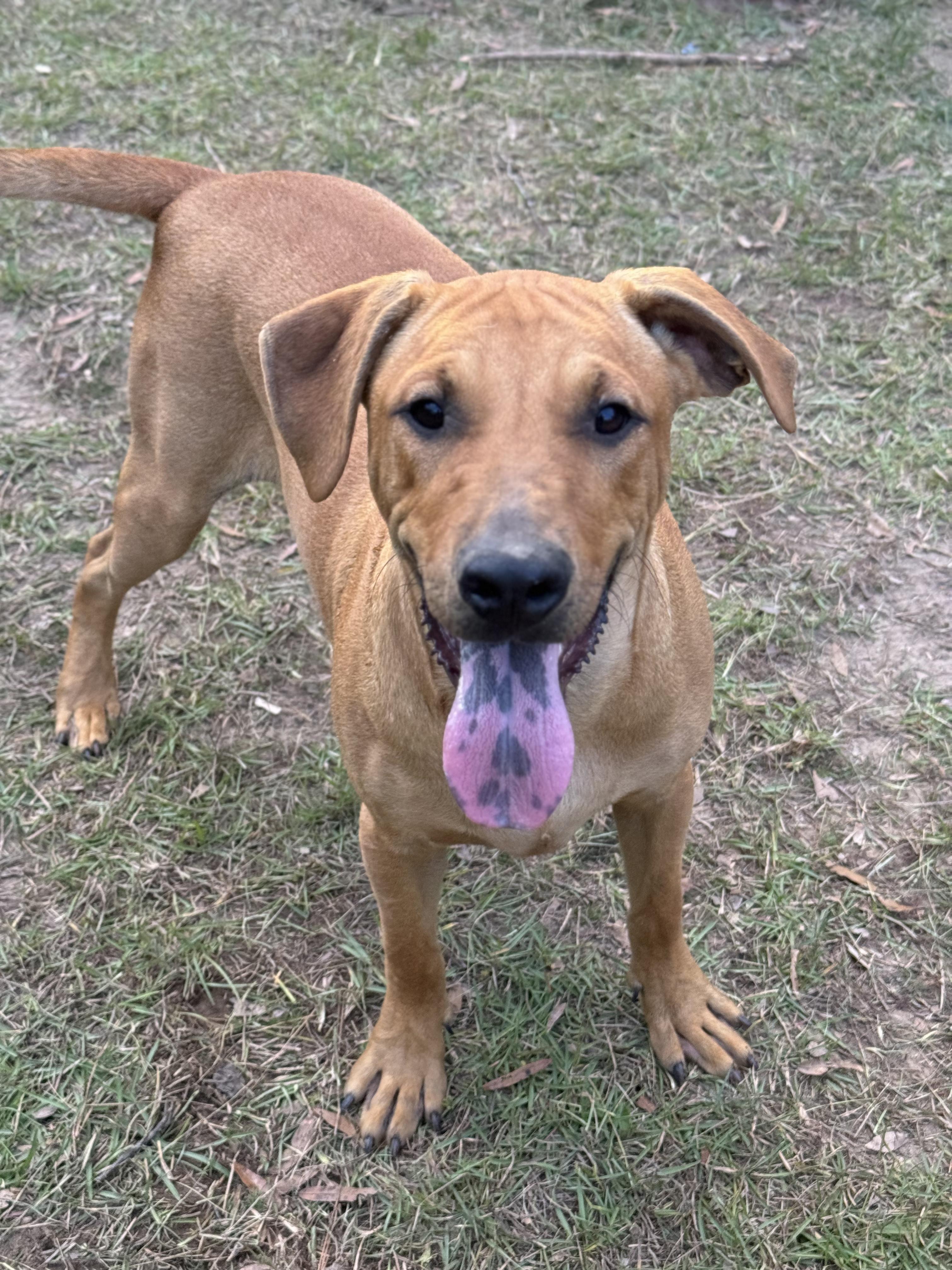 PERCY, Young Male Labrador Retriever