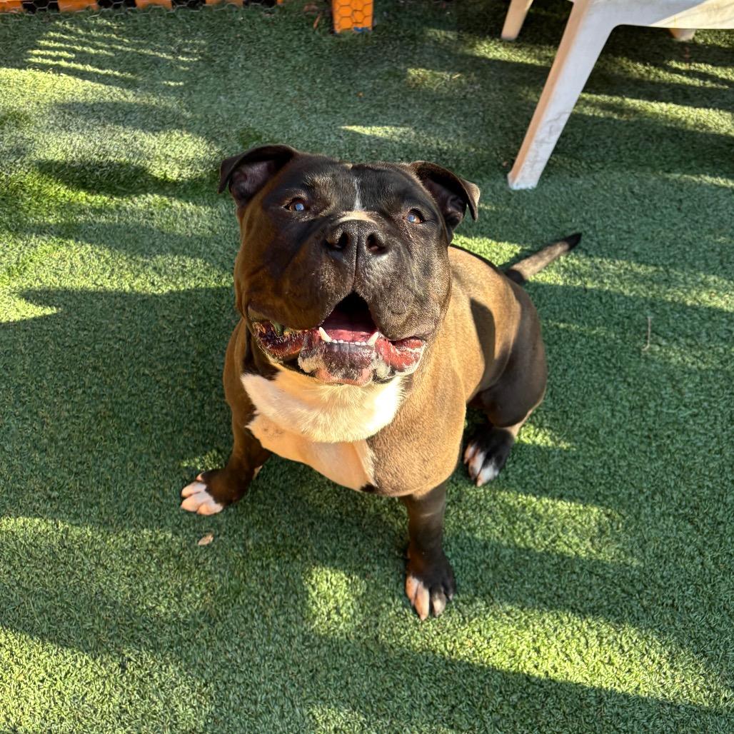 Humble A2177081, Adoptable, Adult Male Pit Bull Terrier & Mixed Breed.
