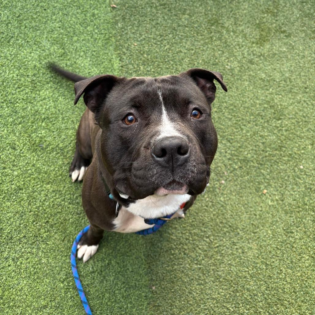 Humble A2177081, a Adoptable mixed breed in Mission Hills, CA image 2/5