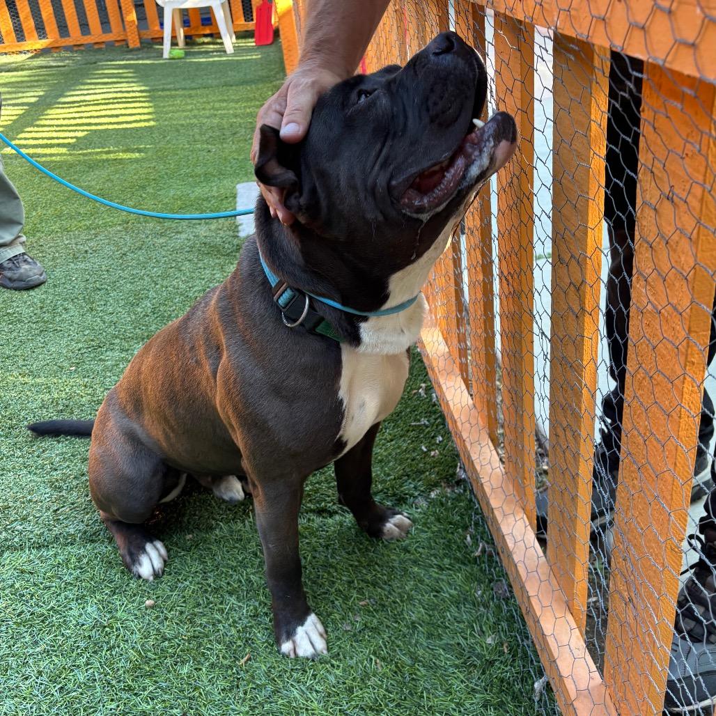 Humble A2177081, a Adoptable mixed breed in Mission Hills, CA image 3/5