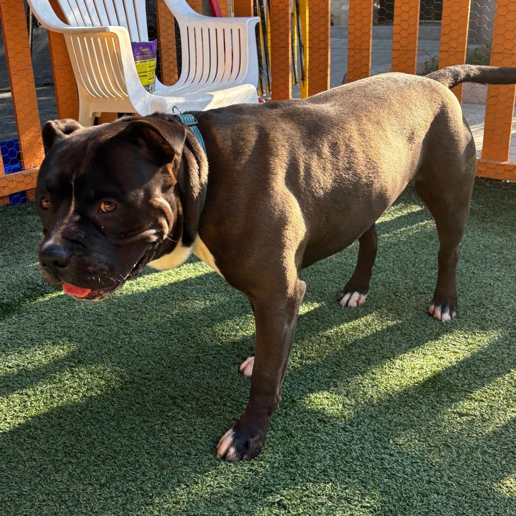 Humble A2177081, a Adoptable mixed breed in Mission Hills, CA image 4/5