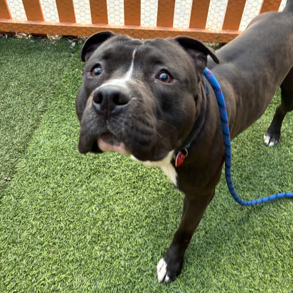 Humble A2177081, a Adoptable mixed breed in Mission Hills, CA image 5/5