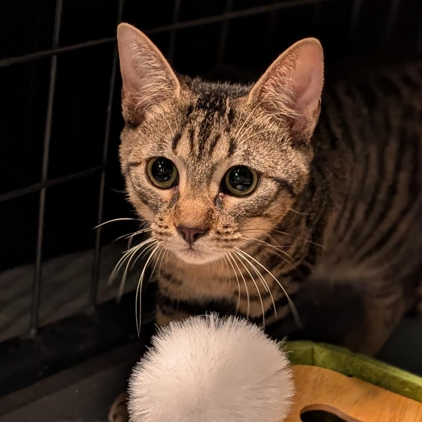 Enlarge Doug, a ADOPTABLE Domestic Short Hair in Burlington, VT image 1/5