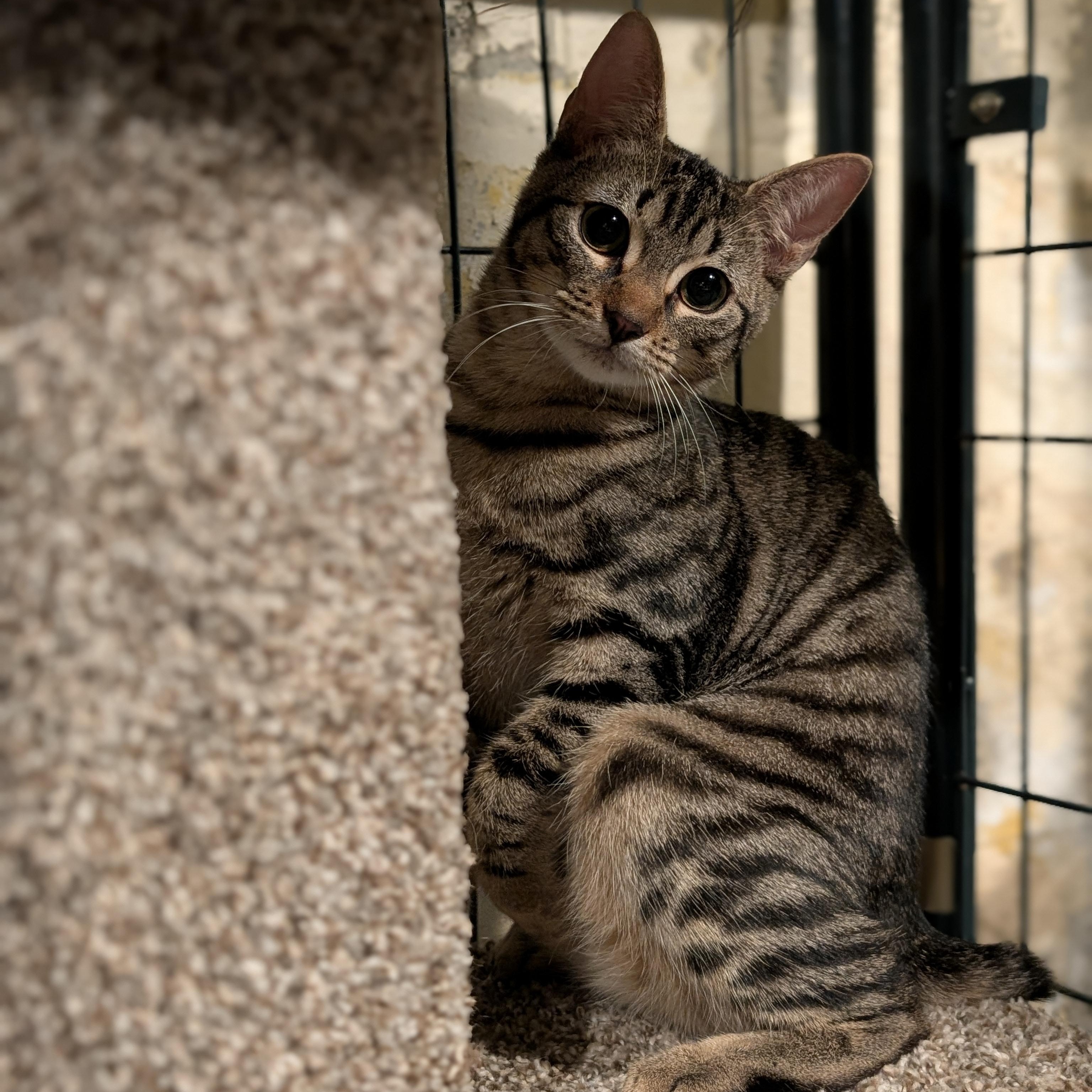 Enlarge Doug, a ADOPTABLE Domestic Short Hair in Burlington, VT image 3/5