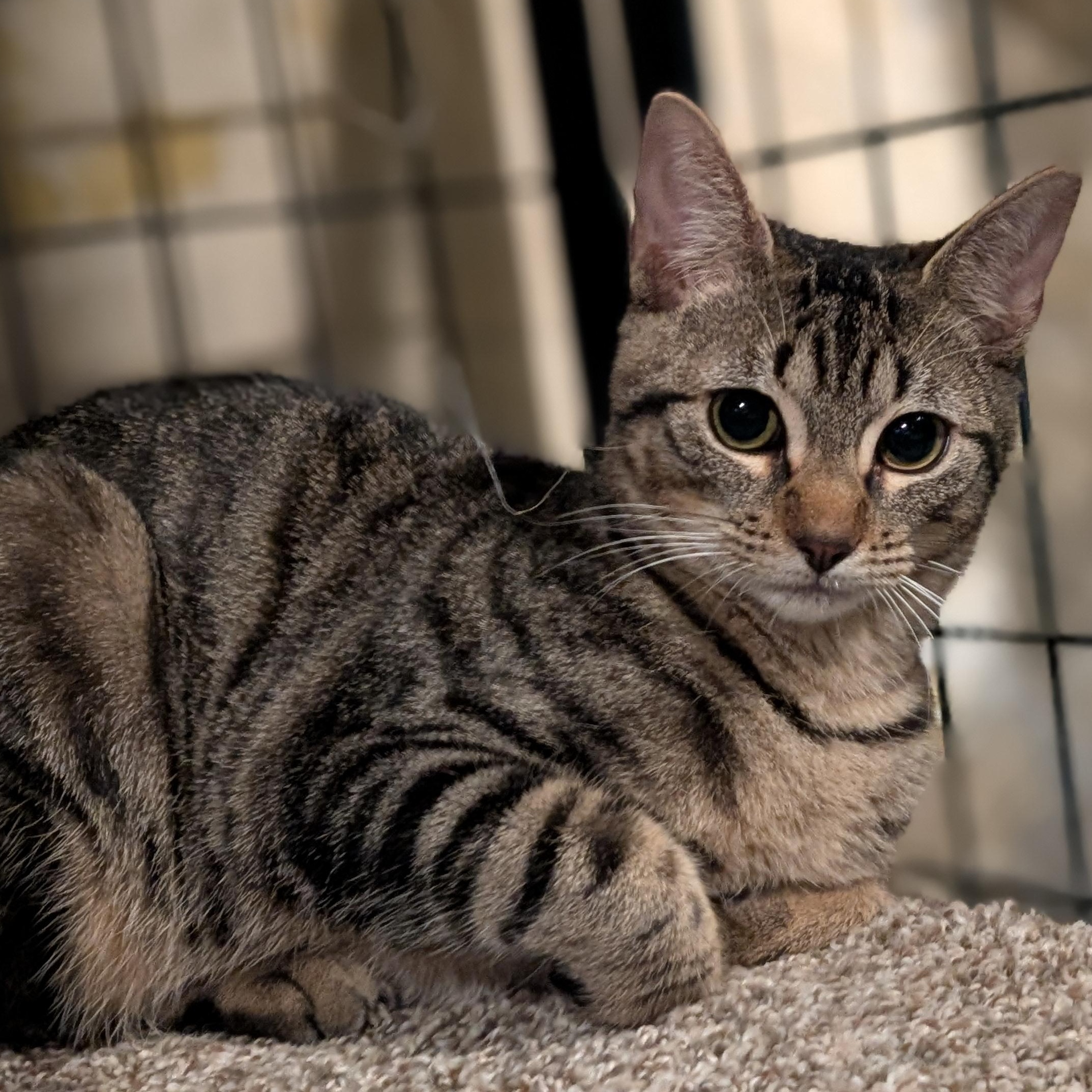 Enlarge Doug, a ADOPTABLE Domestic Short Hair in Burlington, VT image 2/5