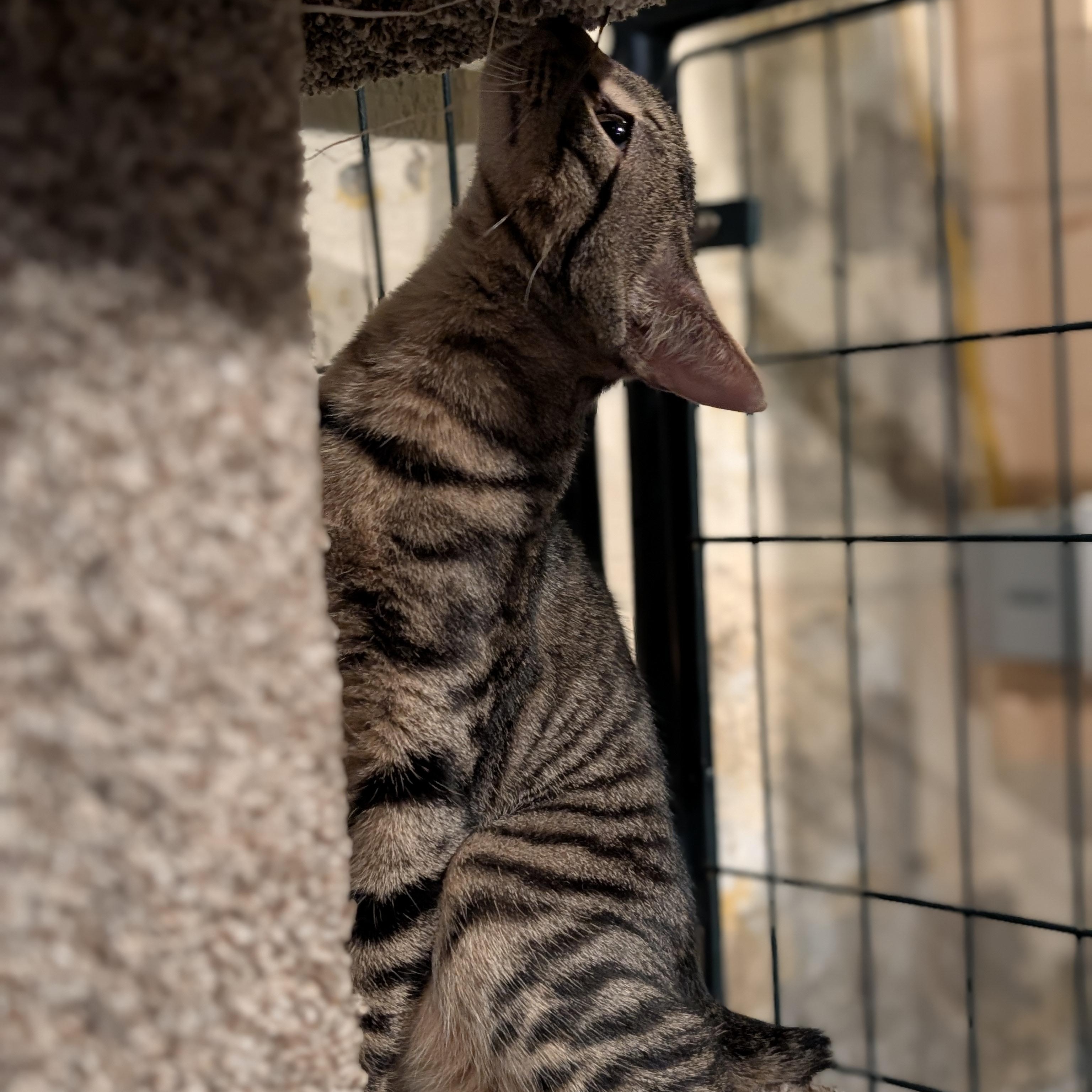 Enlarge Doug, a ADOPTABLE Domestic Short Hair in Burlington, VT image 4/5