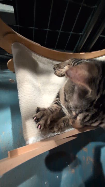 Enlarge Doug, a ADOPTABLE Domestic Short Hair in Burlington, VT video 5/5