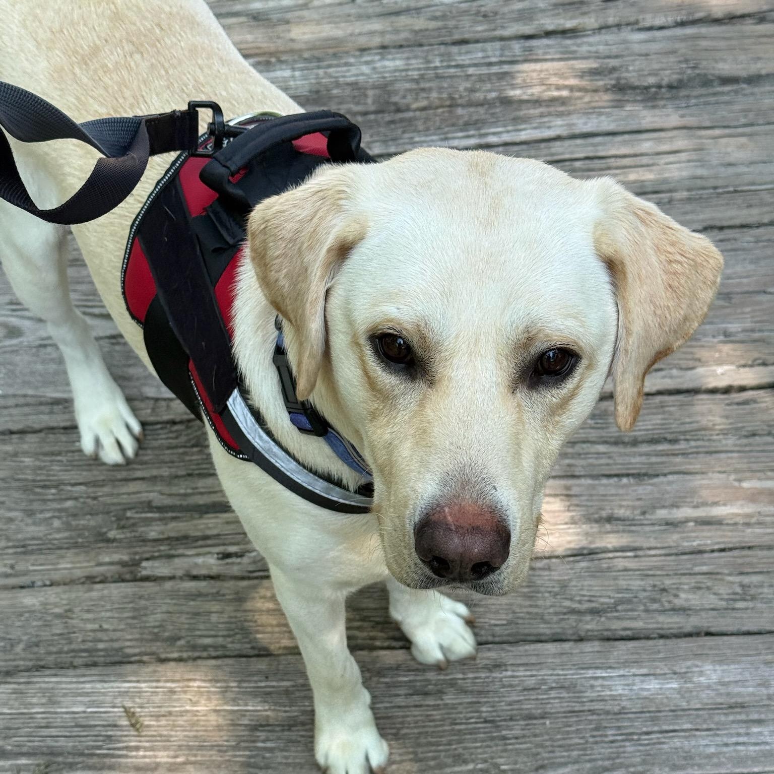 Enlarge Poppy, an adopted Labrador Retriever in Greensburg, PA image 3/4