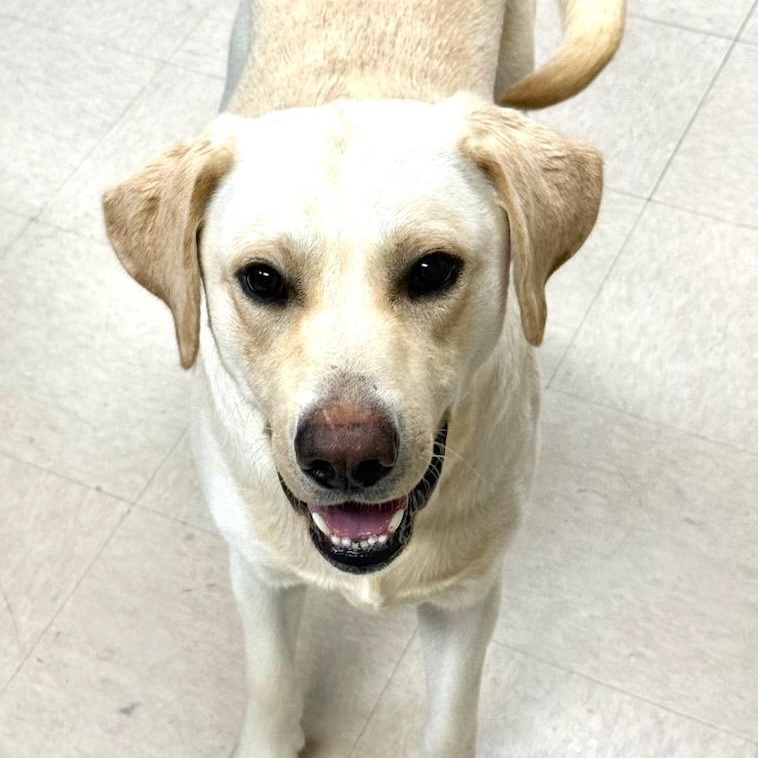 Enlarge Poppy, an adopted Labrador Retriever in Greensburg, PA image 2/4