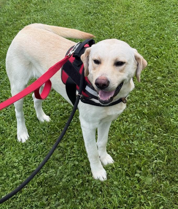 Enlarge Poppy, an adopted Labrador Retriever in Greensburg, PA image 4/4