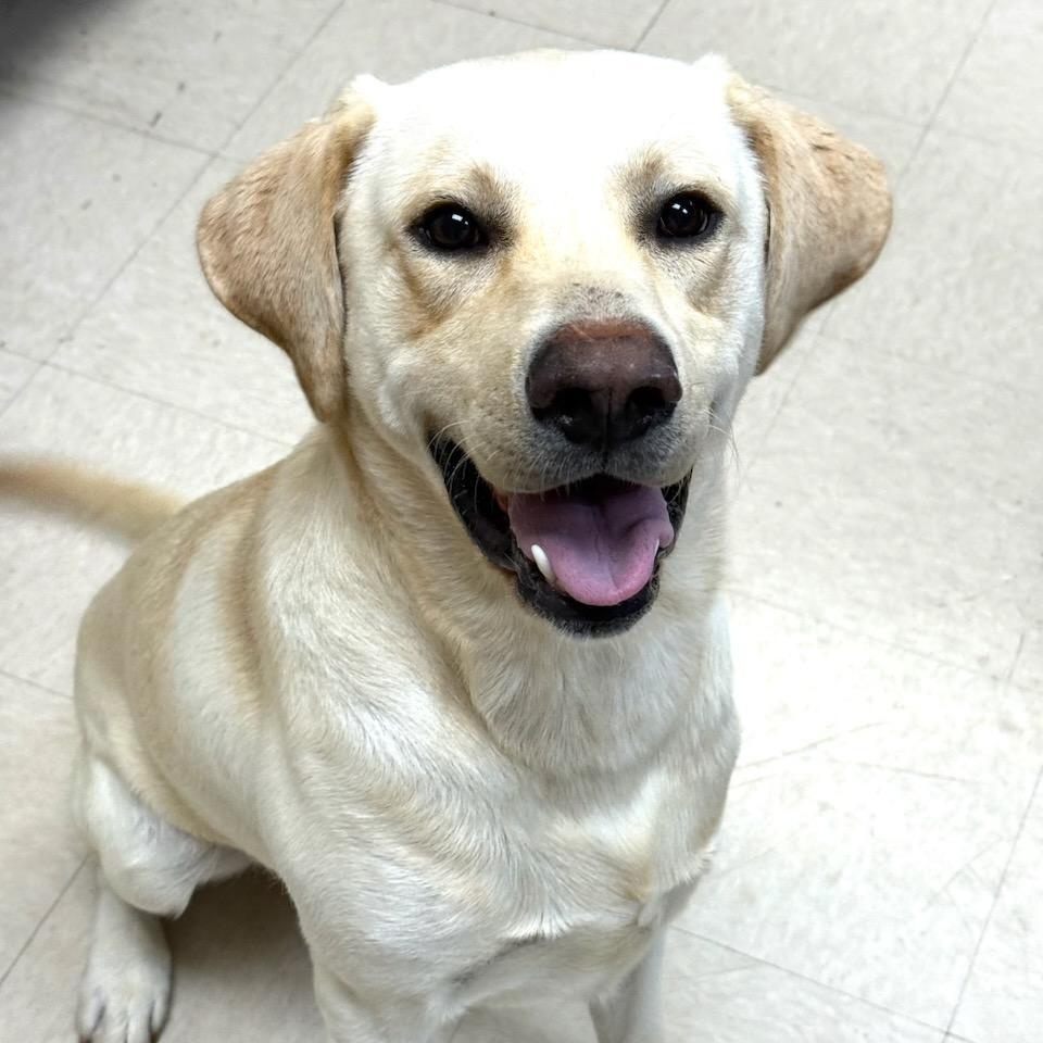 Poppy, adopted, Adult Male Labrador Retriever.