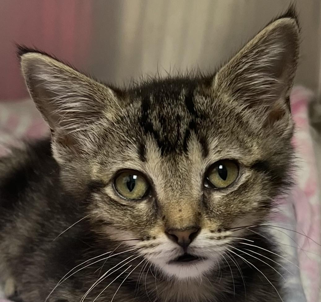 Enlarge Molly, a ADOPTABLE Domestic Short Hair in Independence, MO image 1/1