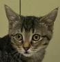Molly, Adoptable, Kitten Female Domestic Short Hair.